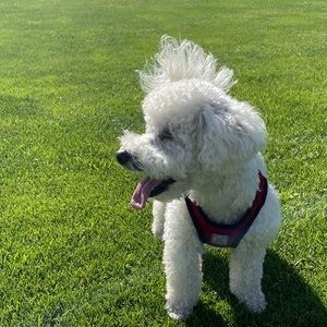 READ ME! 🐶♥️ Lots of brand new shoes for sale